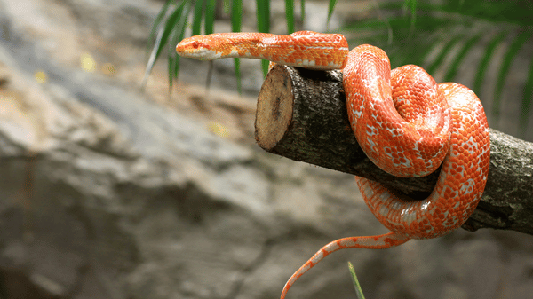 užovka červená (1)